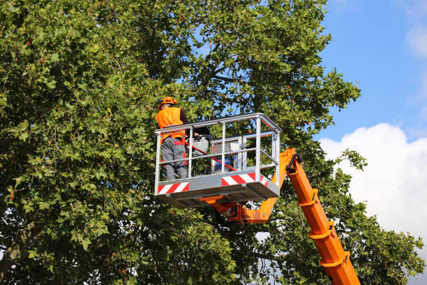 Tree and Shrub Care in Cleveland, TX